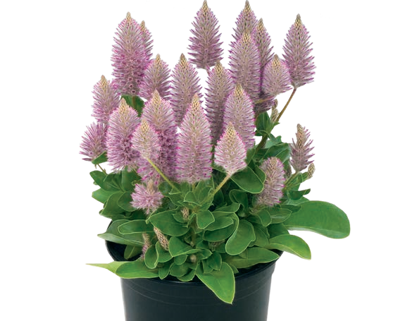 Ptilotus 
